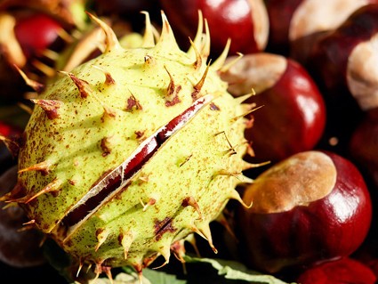 fruits marronnier