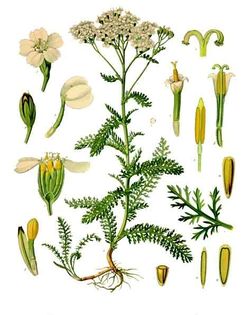millepertuis