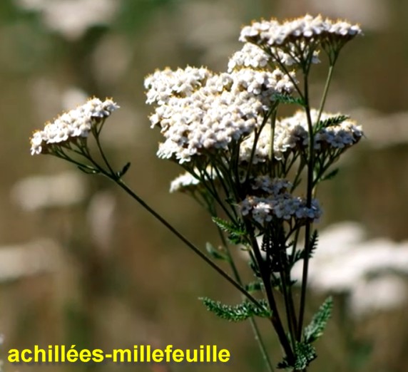 fleurs millepertuis