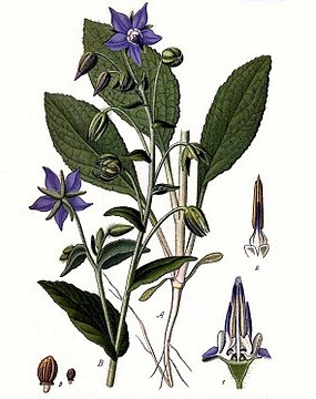 Borrago officinalis.jpg.