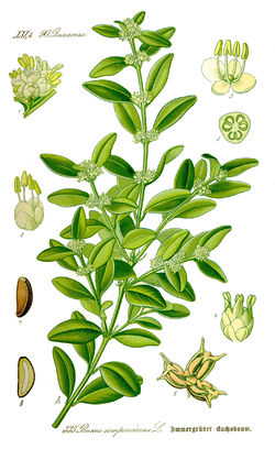 Buxus semperviren illustration