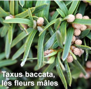 fleur_male_iif