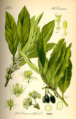 Laurus_nobilis