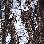 Bouleau verruqueux