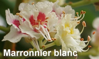 Marronnier%20blanc.