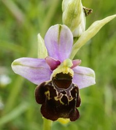 Ophrys