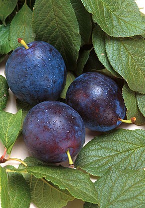Prunus domestica