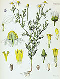 Matricaria recutita - Khlers Medizinal-Pflanzen
