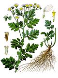 Tanacetum parthenium - Khlers Medizinal-Pflanzen