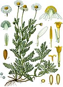 camomille romaine