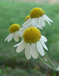 Matricaria recutita, fleur à réceptacle très convexe