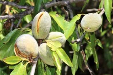 amandes