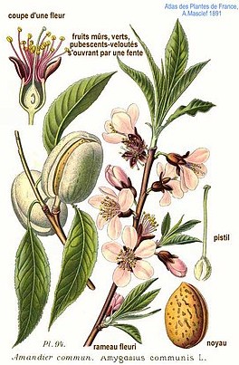 amande illustration