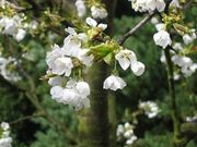 fleursde cerisier