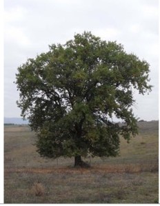 Quercus