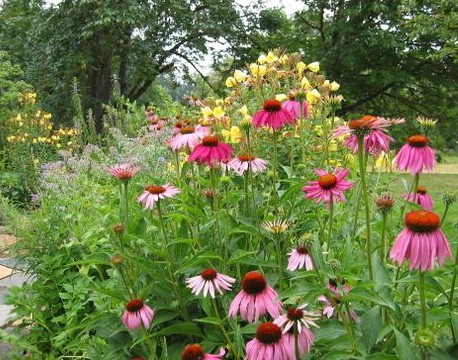 Echinacea
