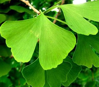 feuilles ginkgo au printemps