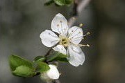fleurs de mirabellier