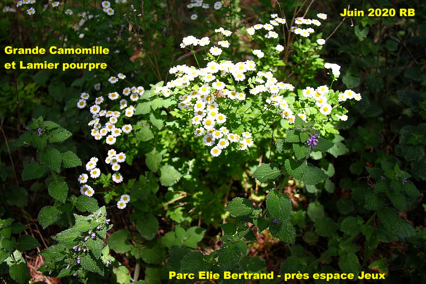 Grande Camomille