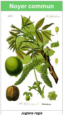 noyer illustrations