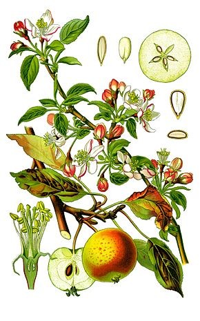 pommier illustrations