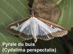 pyrale du buis