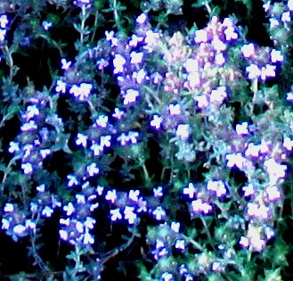 Thym serpolet