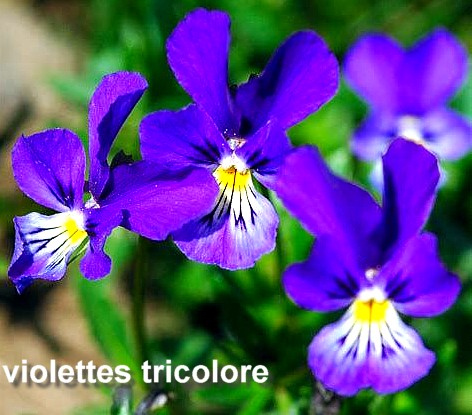 violettes tricolore