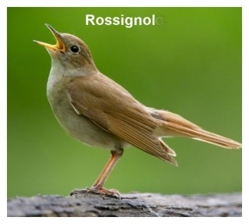 rossignole